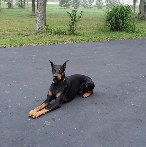 Meet your Posher, Teresa - Picture 1 of 1